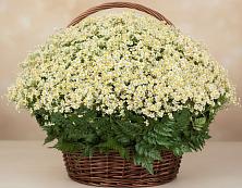 Цветочная композиция из Ромашки в корзине #REPLACE_PRED# Барышево